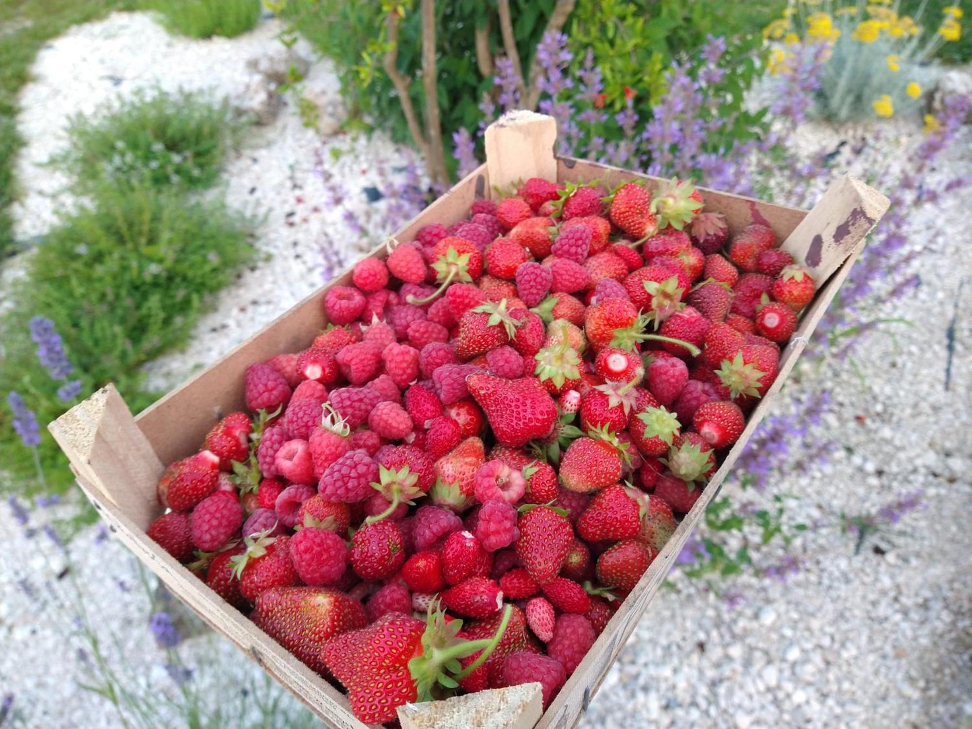 Agriturismo Verdecielo Padova Eksteriør billede